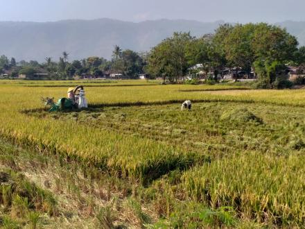 PANEN RAYA DI WILAYAH DESA PANJANGREJO