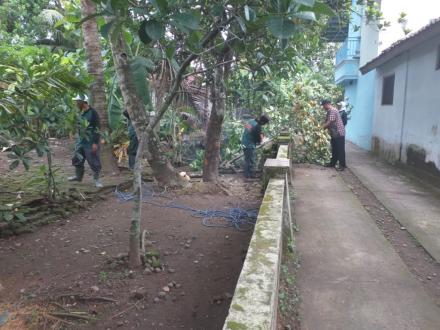 Penebangan pohon di Nglembu