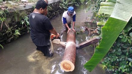 Penebangan pohon di Badan