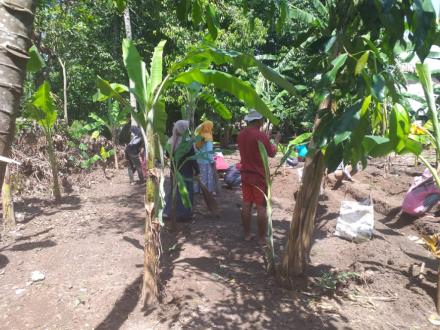 Kerjabakti Perawatan Tanaman Pisang di Rt02 Dusun Krapyak Wetan