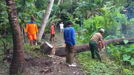 Pemotongan pohon tumbang di Jamprit